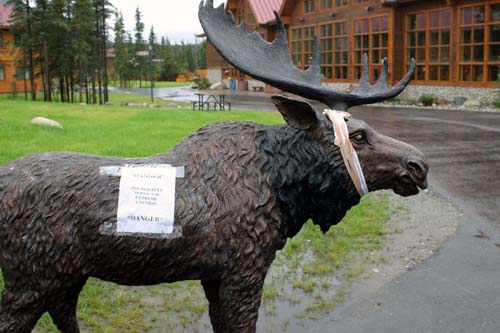 150-Caution - Injured Bull Moose.  Use Extreme Caution.