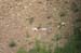 165-Dall Sheep