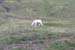 166-Dall Sheep - Buck