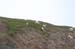 168-Dall Sheep
