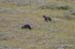 173-Grey Wolf Pups