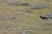 174-Grey Wolf Pups Frolicking