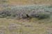 175-Grey Wolf Pups Naptime