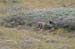 176-Grey Wolf Pups Wrestline