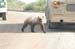 179-Grizzly Bear - We were that close!