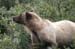 180-Grizzly Bear