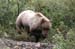 181-Grizzly Bear Having Lunch