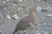 183-Ptarmigan - Alaska State Bird