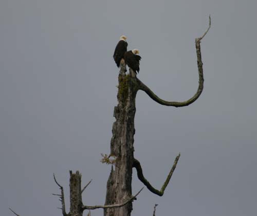 025-Bald Eagles