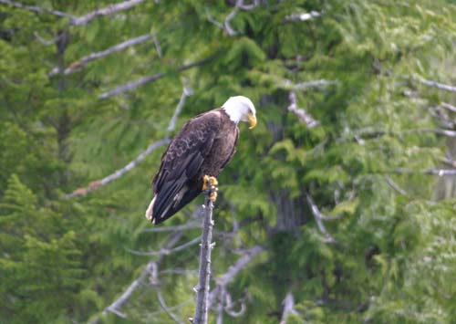 026-Bald Eagle