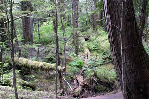 027-Alaskan Temperate Rainforest