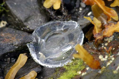 031-Jelly Fish