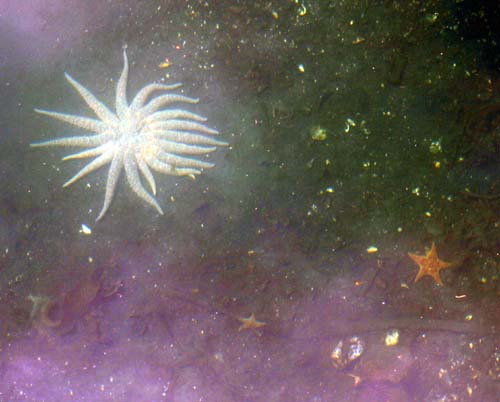 032-Star Fish