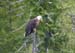 026-Bald Eagle