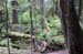 027-Alaskan Temperate Rainforest
