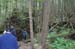 028-Shallow Tree Roots