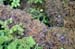 029-Rainforest Moss
