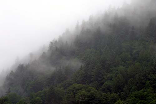 056-Mist through the Trees