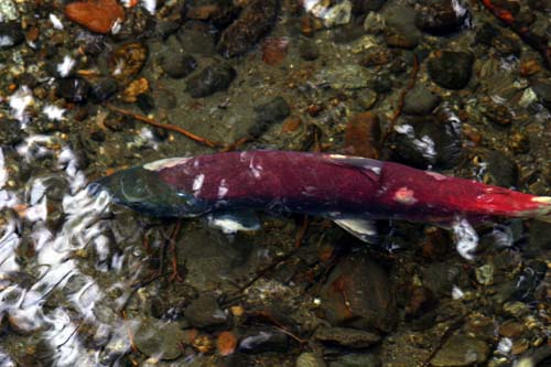 065-Sockeye Salmon