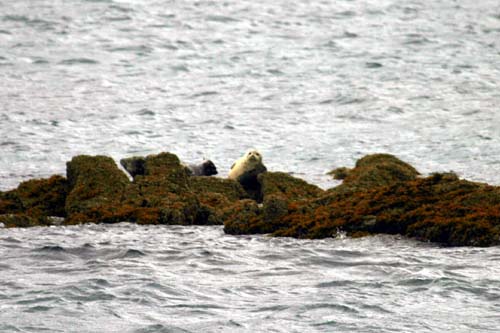066-Harbor Seals