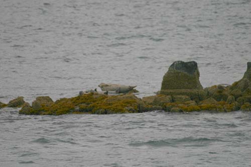 067-Harbor Seals