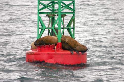 069-Stellar Sea Lions