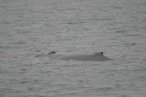 070-Humpback Whale