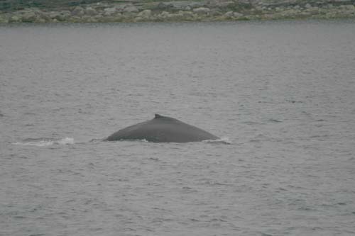 071-Humpback Whale