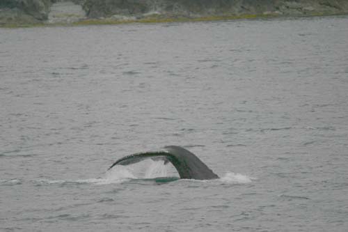 072-Humpback Whale