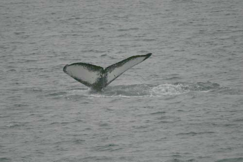 073-Humpback Whale