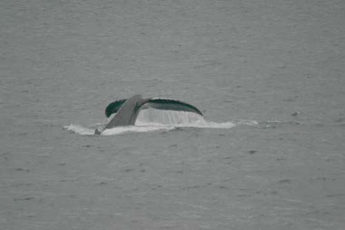 074-Humpback Whale