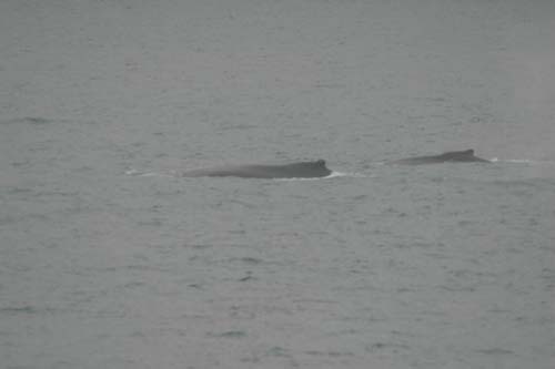075-Mother and Calf