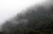 056-Mist through the Trees
