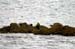 066-Harbor Seals