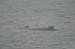 070-Humpback Whale