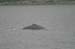 071-Humpback Whale