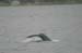 072-Humpback Whale