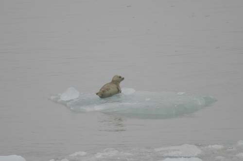116-Harbo Seal
