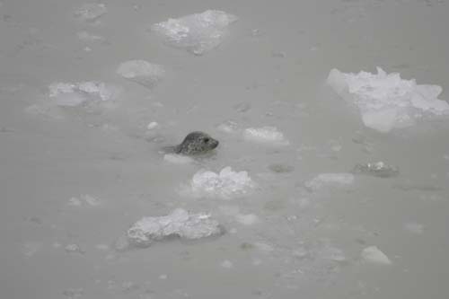 117-Harbor Seal