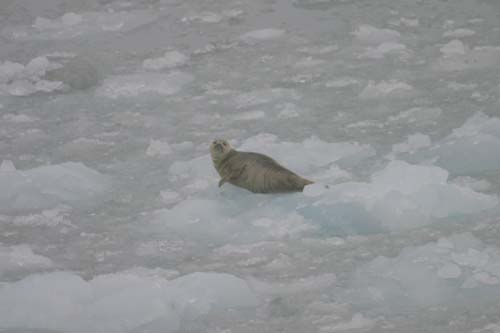 118-Harbor Seal