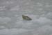 118-Harbor Seal
