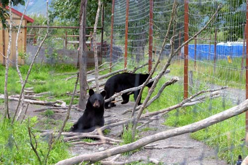 120-Black Bears