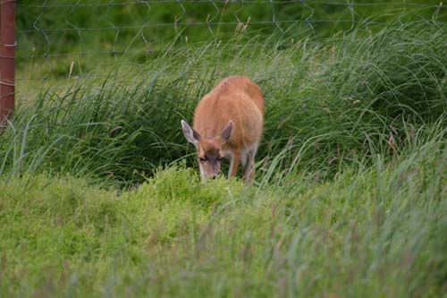 122-Black Tailed Sitka Deer