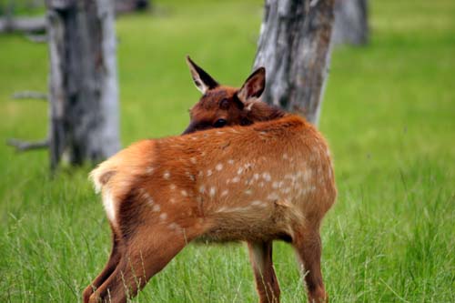 124-Young Elk