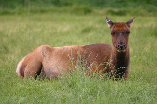 125-Female Elk