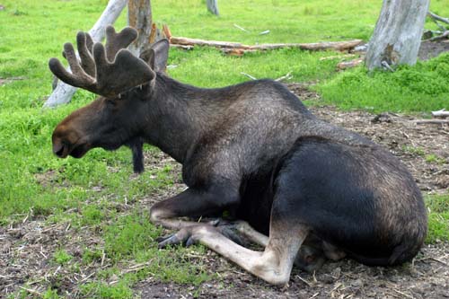 127-Moose