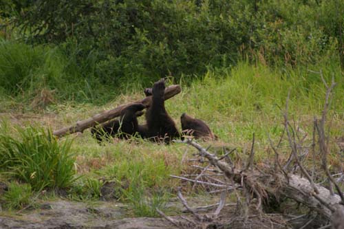 129-Hugo the Grizzly Bear