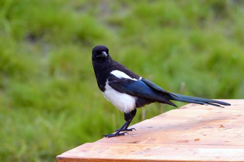 130-Magpie