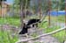 120-Black Bears
