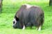 121-Musk Ox